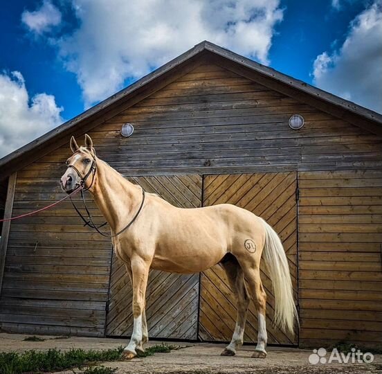 Соловый конь