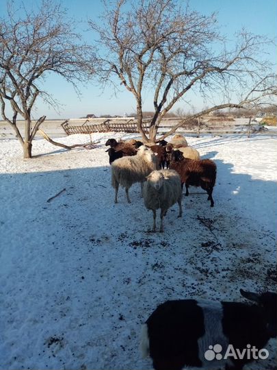 Продам овец