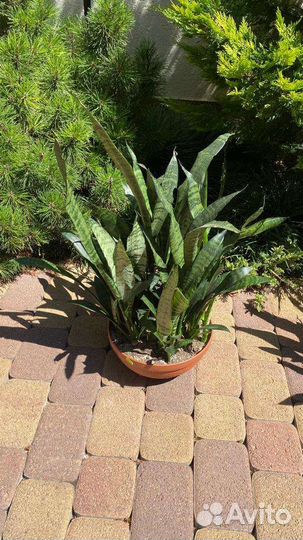 Сансевиерия