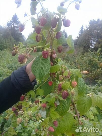 Малина ремонтантная