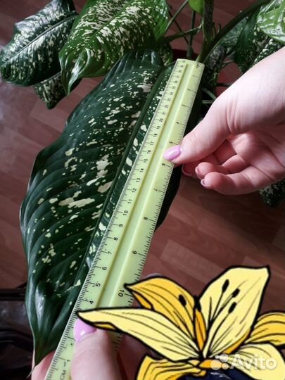 Диффенбахия