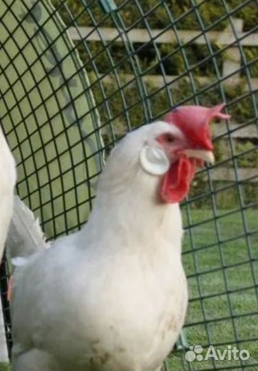 Куры несушки