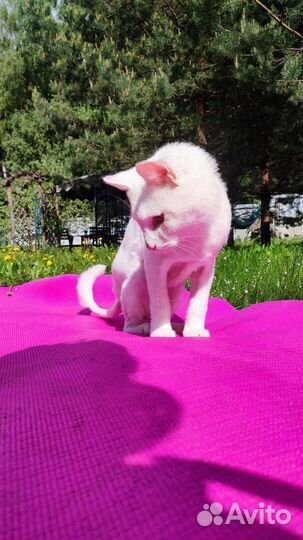 Белоснежный кот ищет дом