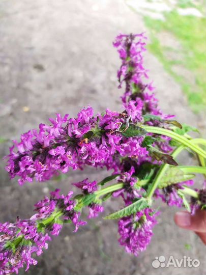 Корень одуванчика, зверобой, хрен