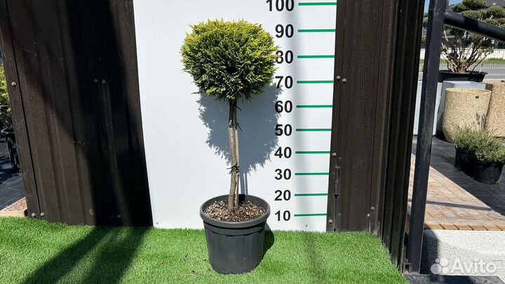 Кипарис чупс 95 см