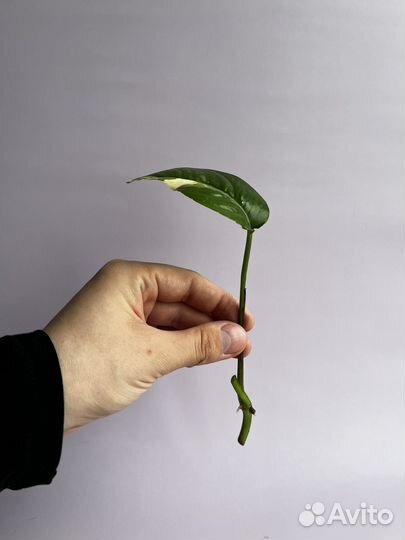 Монстера/эпипремнум/филодендрон