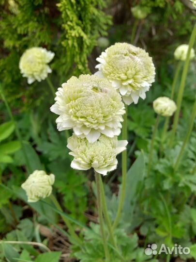 Садовые растения