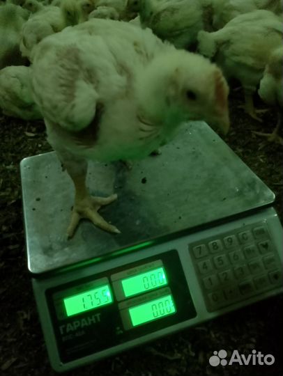 Цыплята бройлеры