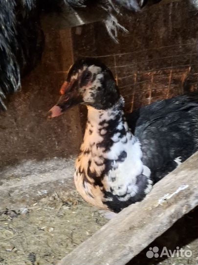 Мускусные утки на племя