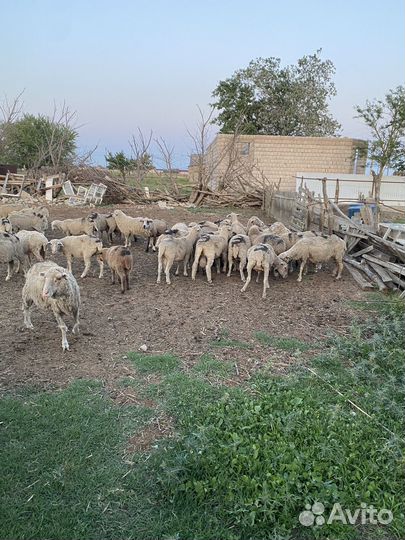 Овцы