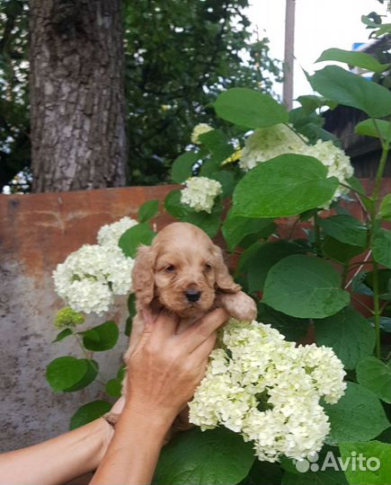 Малыши кокер спаниель