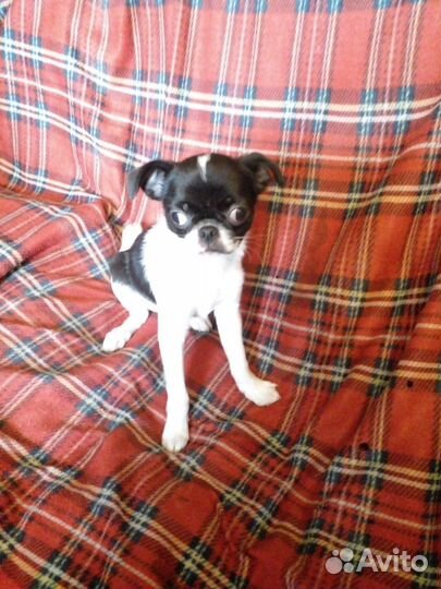Чихуахуа щенки москва