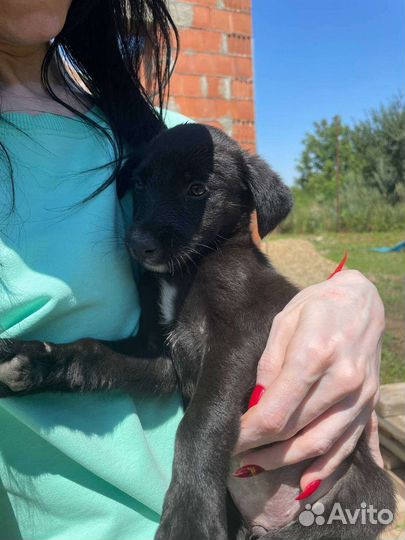 Собака в добрые руки отдам бесплатно