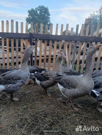 Гусь крупный серый