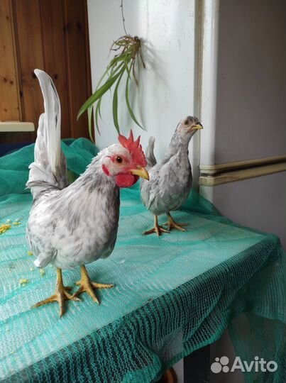 Шабо, серама, мильфлеры, кохи