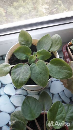 Фиалки- растюшки-малышки