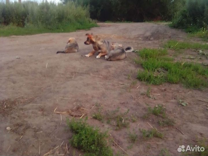 Собака в добрые руки щенок мальчик