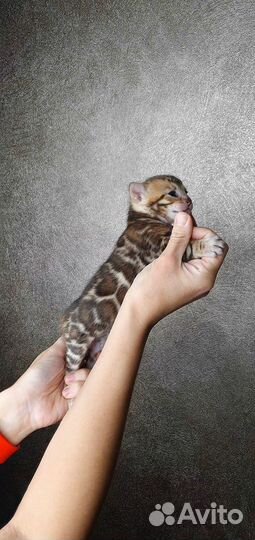Бенгальские котята