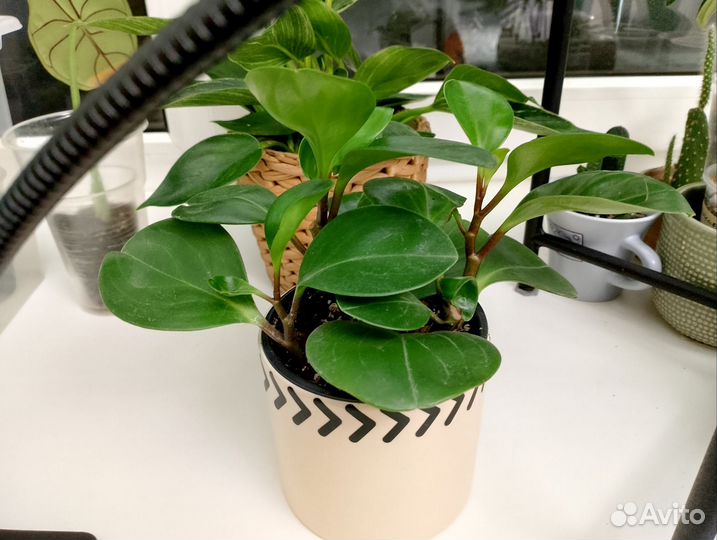 Паперомия Овата