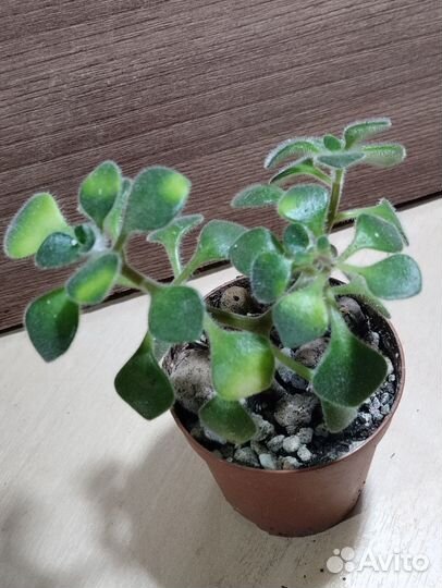 Кротон, аглаонема, аихризон (вариегатный)