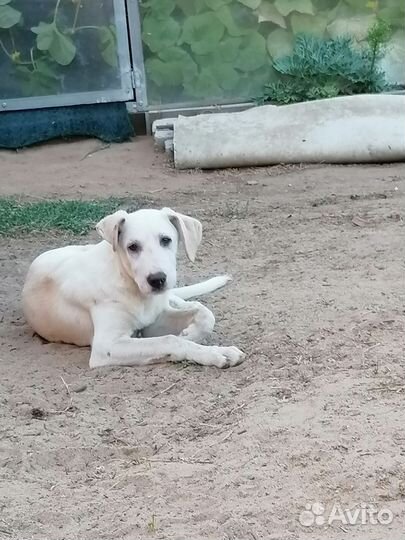 Собака в добрые руки щенок