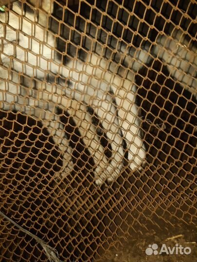 Лайка западна сибирская