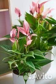 Антуриум Лили (чудесный розовый спатифиллум)