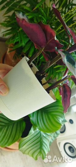 Калатея, филодендрон, сингониум, сциндапсус