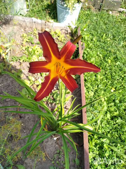 Хоста, гейхера фиолетовая, лилейник