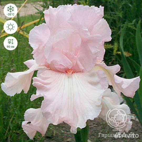 Ирисы бородатые