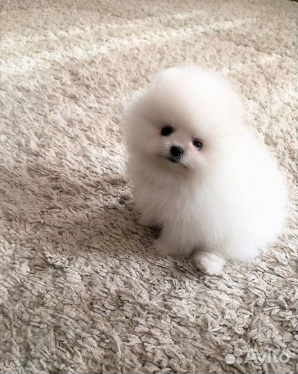 Щенки шпица