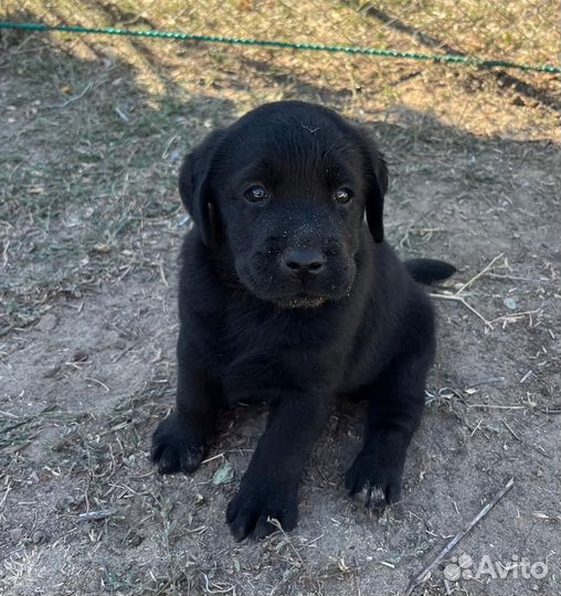 Щенки лабрадора