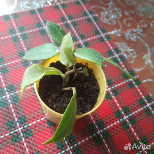 Хойя санрайз