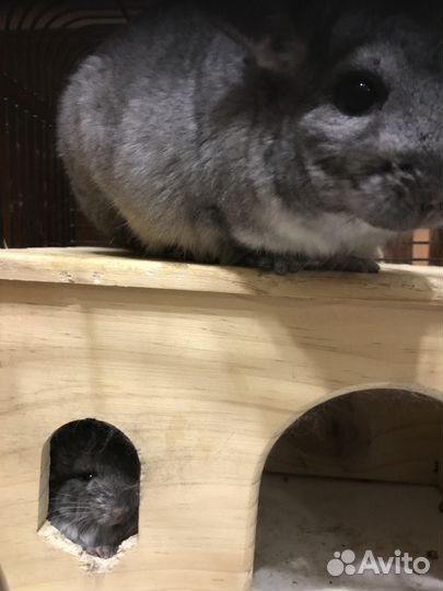 Шиншиллки из питомника 