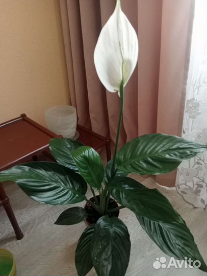 Спатифиллум