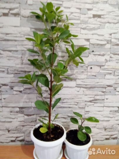 Цветок в виде деревца