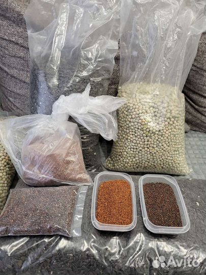 Микрозелень семена