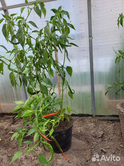 Перец острый с плодами