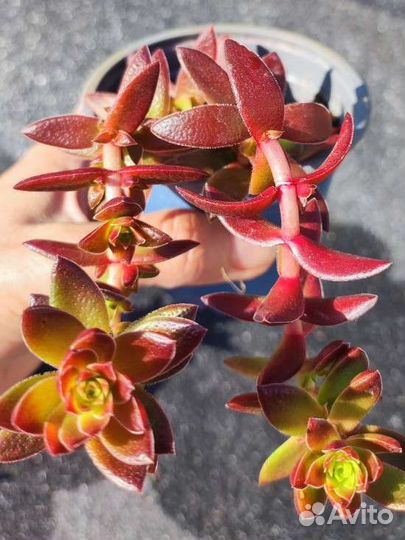 Крассула Капителла Кэмпфайер - Crassula Campfire