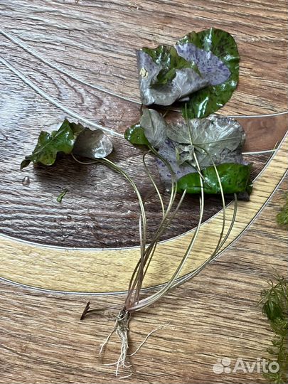 Растения для аквариума