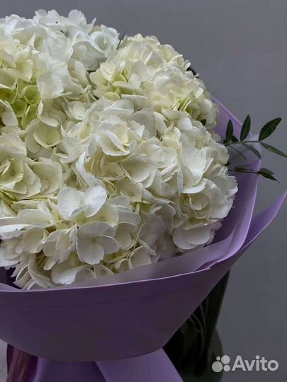 Моно гортензии