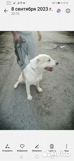 Отдам в добрые руки