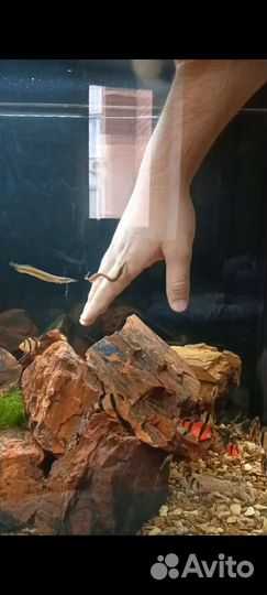 Аквариумные рыбки