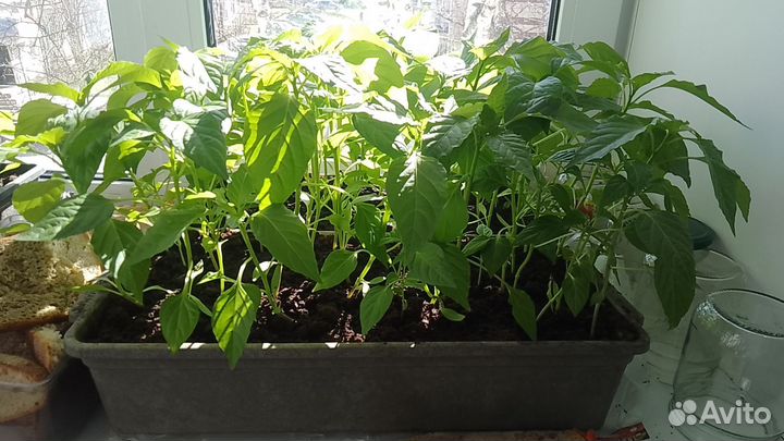 Рассада острого перца