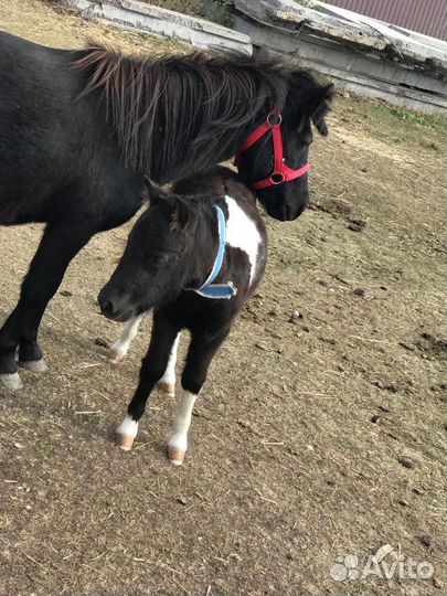 Пони жеребенок