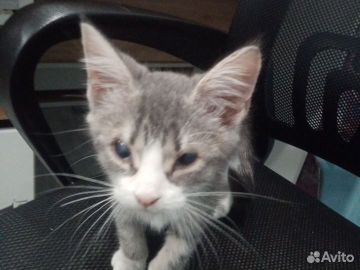 Кошка в дар