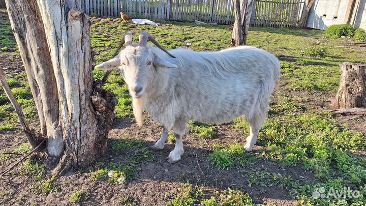 Козы, козы дойные