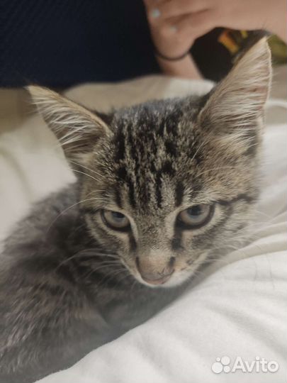 Кот мальчик