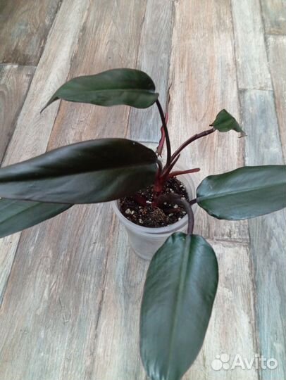 Филодендрон Лиза