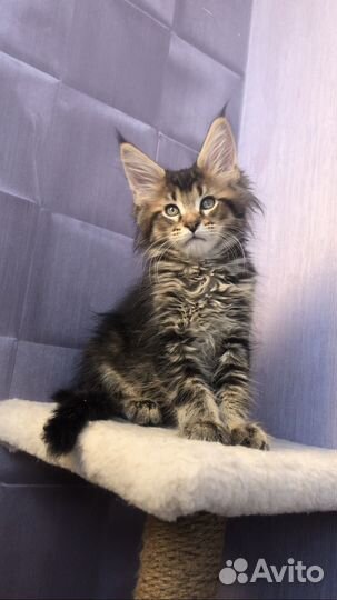 Мальчик и девочки мейн-кун